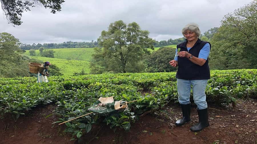 Tea Farm Tour From Nairobi (Kiambethu). - A three-course lunch from the farm