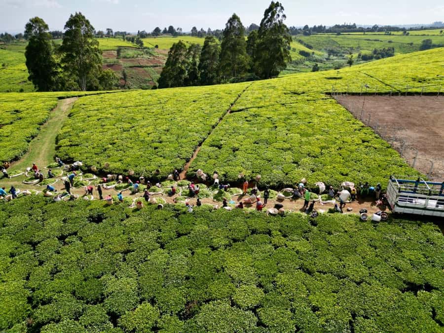 Tea Farm Tour From Nairobi (Kiambethu). - Practical advice for making the day work