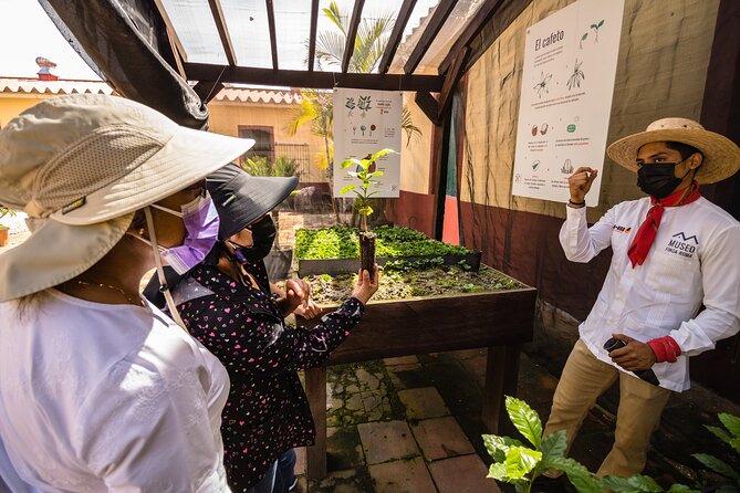 The Colors of Coffee in the Farms of Coatepec - Practical details that can shape your day