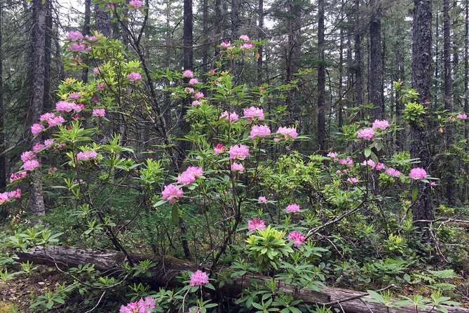 The Hood-Columbia Loop: Timberline, Orchards, and Waterfalls - Driving through the Columbia River Gorge