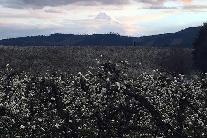 The Hood-Columbia Loop: Timberline, Orchards, and Waterfalls - Bonneville Dam and the river’s working side