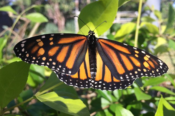 The Maui Butterfly Farm Tour - Meeting Hawaii’s Butterflies Near Lahaina