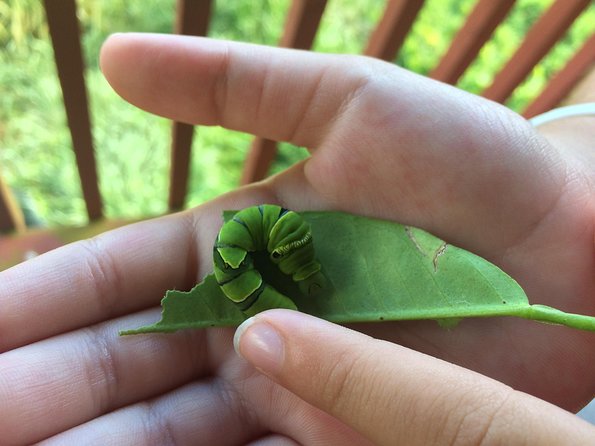 The Maui Butterfly Farm Tour - From Egg to Butterfly in 45 Minutes