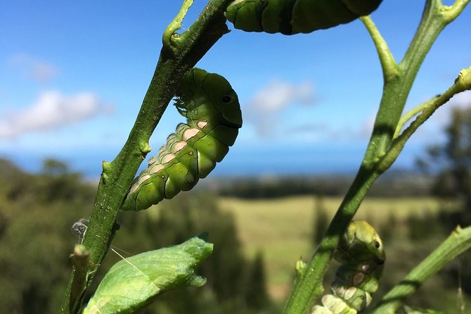 The Maui Butterfly Farm Tour - Why the Small Group Matters