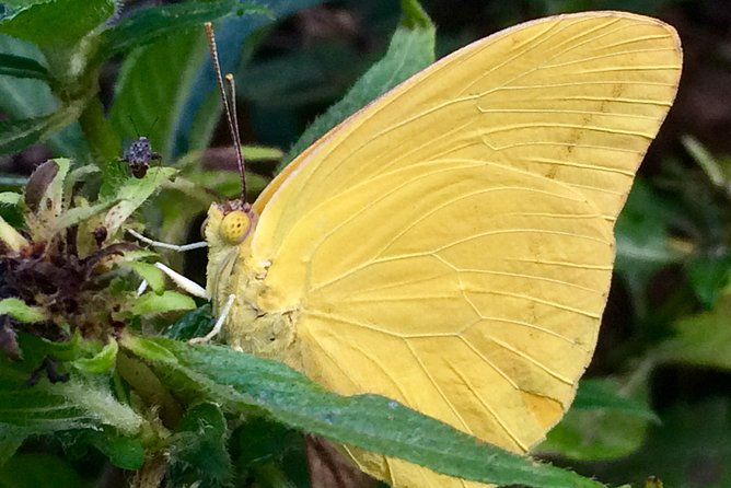 The Maui Butterfly Farm Tour - A Good Stop for Young Children
