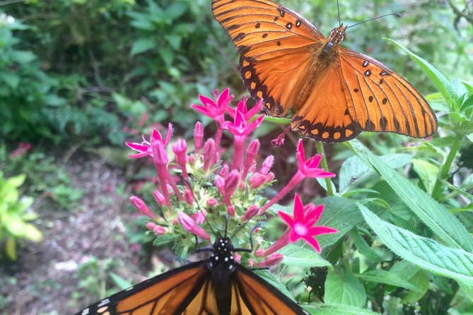 The Maui Butterfly Farm Tour - A Practical West Maui Pairing