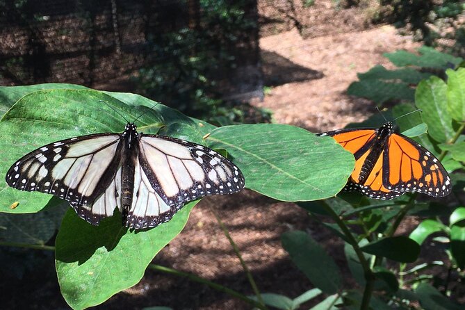 The Maui Butterfly Farm Tour - Who Should Book the Maui Butterfly Farm