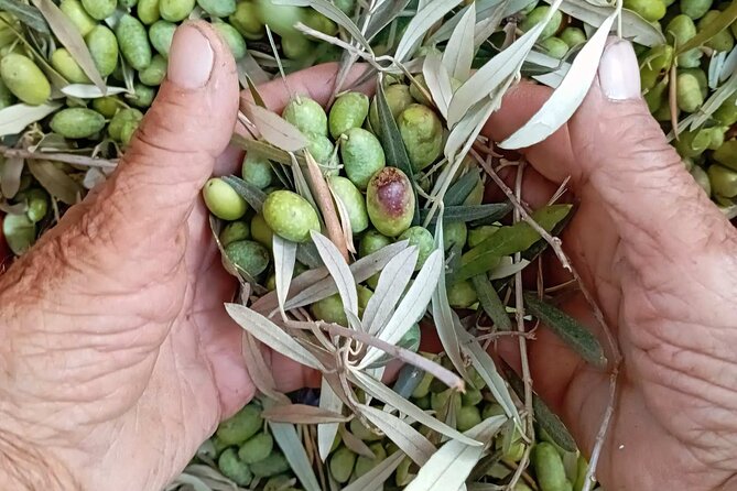 The Olive Oil Experience @ Lefkada Micro Farm - Key points to know before booking