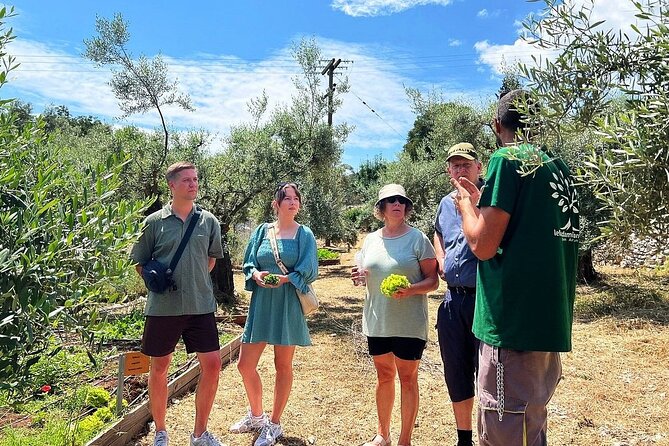 The Olive Oil Experience @ Lefkada Micro Farm - The olive grove is the real classroom