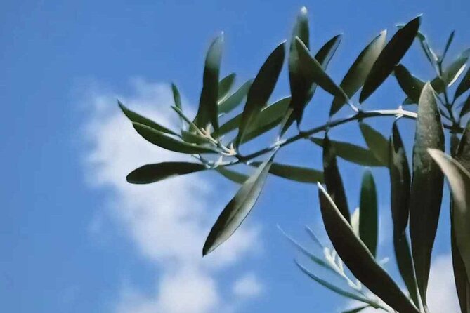 The Olive Oil Experience @ Lefkada Micro Farm - How the two-hour schedule feels