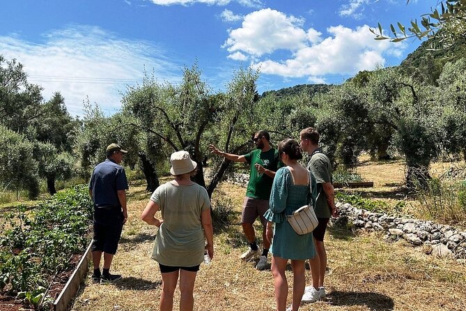 The Olive Oil Experience @ Lefkada Micro Farm - Is $62.48 a fair price?