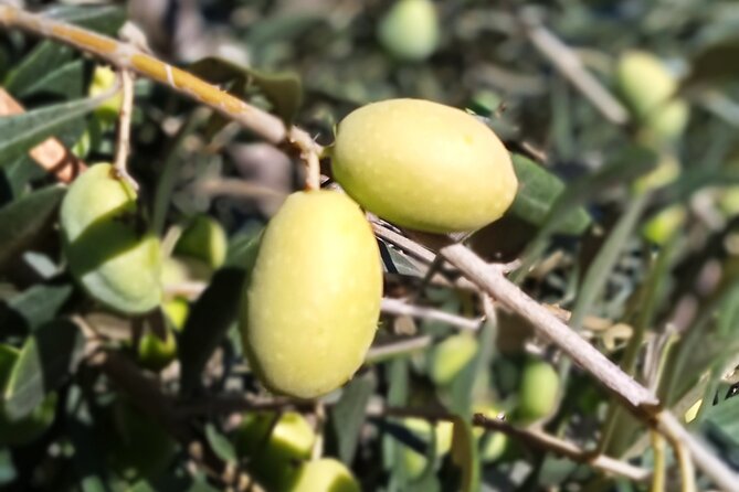 The Olive Oil Experience @ Lefkada Micro Farm - Who will enjoy this farm experience?