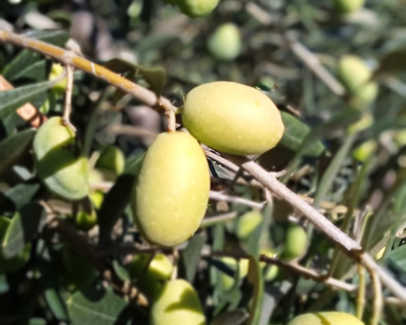 The Olive Oil Experience @ Lefkada Micro Farm - Who will enjoy this most