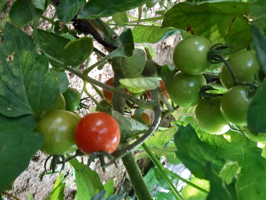 Thessaloniki:Greek Cooking Class and Meal at a Farm A - Should you book this farm cooking class?