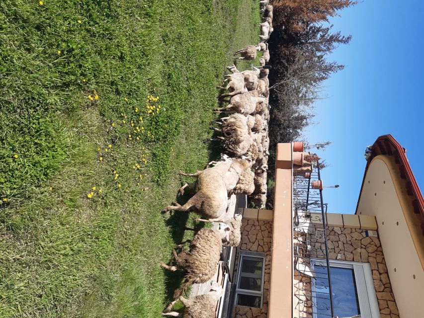 Thessaloniki:Greek Cooking Class and Meal at a Farm A - Sitting down to a homemade Greek lunch or dinner