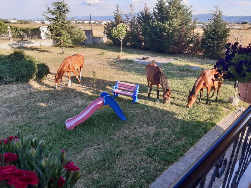 Thessaloniki:Greek Cooking Class and Meal at a Farm A - Useful planning details before you book