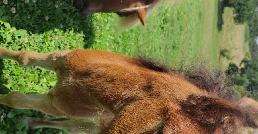 Thessaloniki:Horse Riding in a farm - The 40-minute ride through Central Macedonia