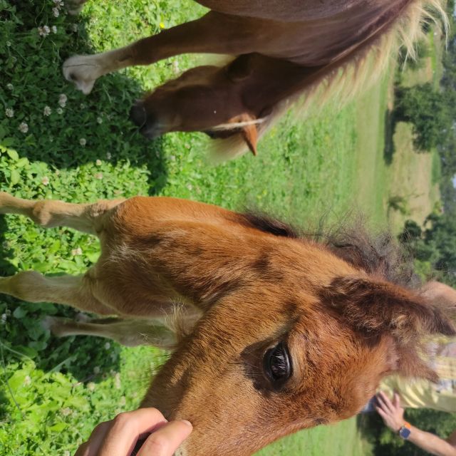 Thessaloniki:Horse Riding in a farm - Why the farm visit adds value