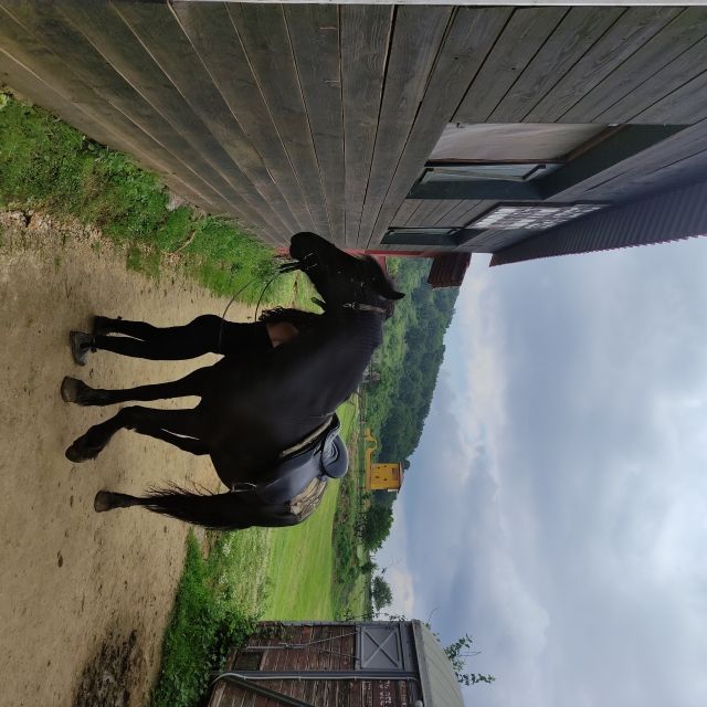 Thessaloniki:Horse Riding in a farm - Practical points before you book