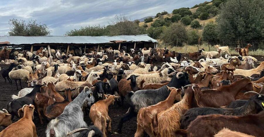 Thessaloniki: Visit a Farm and a traditional Village - Feeding the baby goats