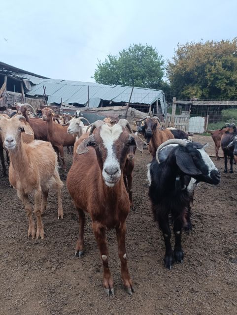 Thessaloniki: Visit a Farm and a traditional Village - What is included for $89