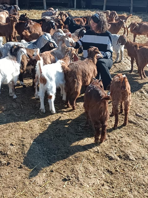 Thessaloniki: Visit a Farm and a traditional Village - Who will enjoy this farm outing