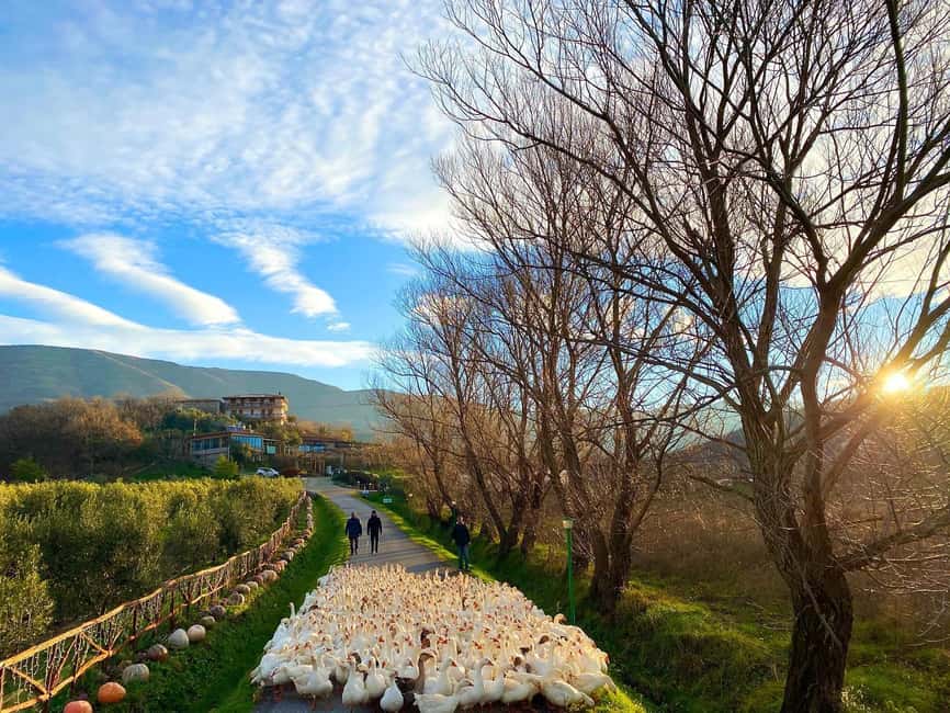 Tirana: Kruja Day Trip with Farm-to-Table Lunch - Why this day trip works so well
