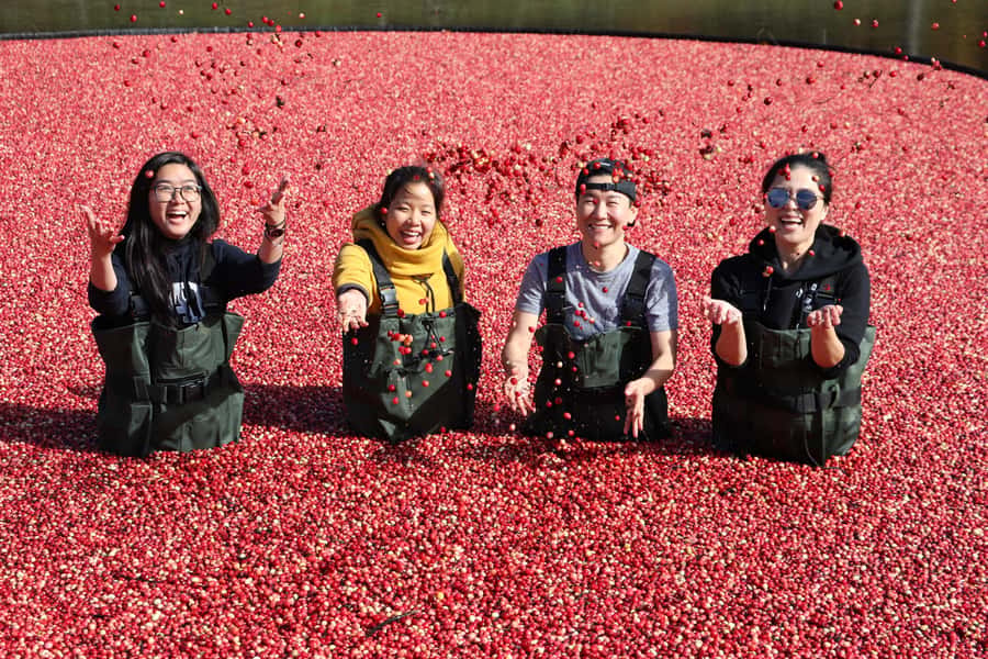 Toronto: Muskoka Cranberry Farm and Hardy Lake Hike - Key things to know before booking