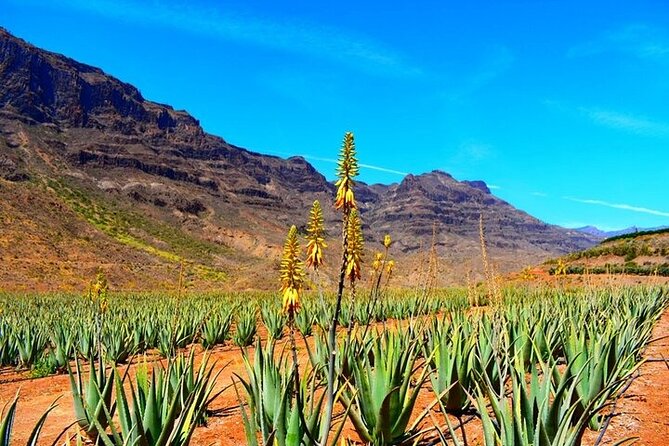 Tour to Arucas, Teror, Aloe Vera farm - Highlights - One Day, Several Faces of Gran Canaria