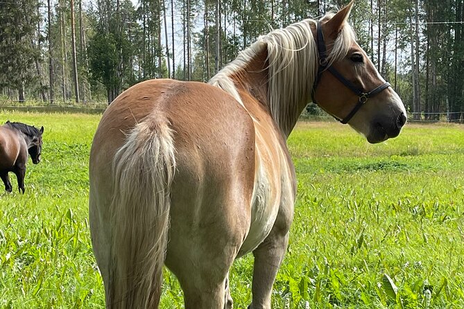 Tour to Aurora Horses Farm with Charming Finnhorses - Feeding and grooming come before riding