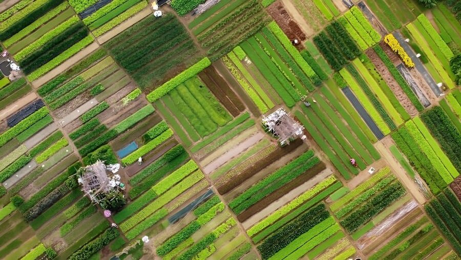 Tra Que Village Vegetable Farm Experience by Bike - Cooking four dishes with garden produce