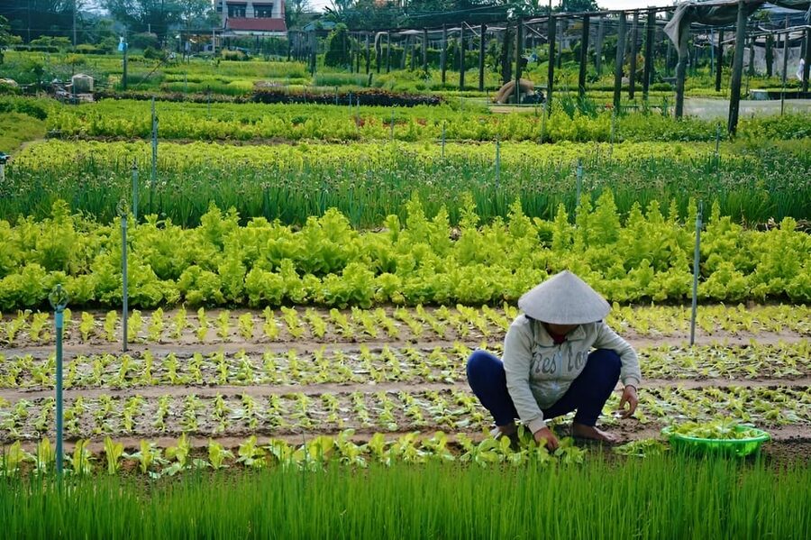Tra Que Village Vegetable Farm Experience by Bike - Who will enjoy this Hoi An countryside outing