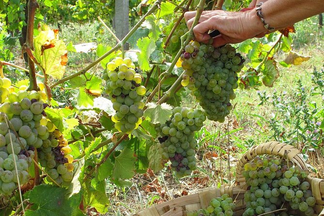 Traditional Cooking Class, Farm Tour & Lunch in the Douro Valley - Starting with cheese, bread, wine, and farm produce