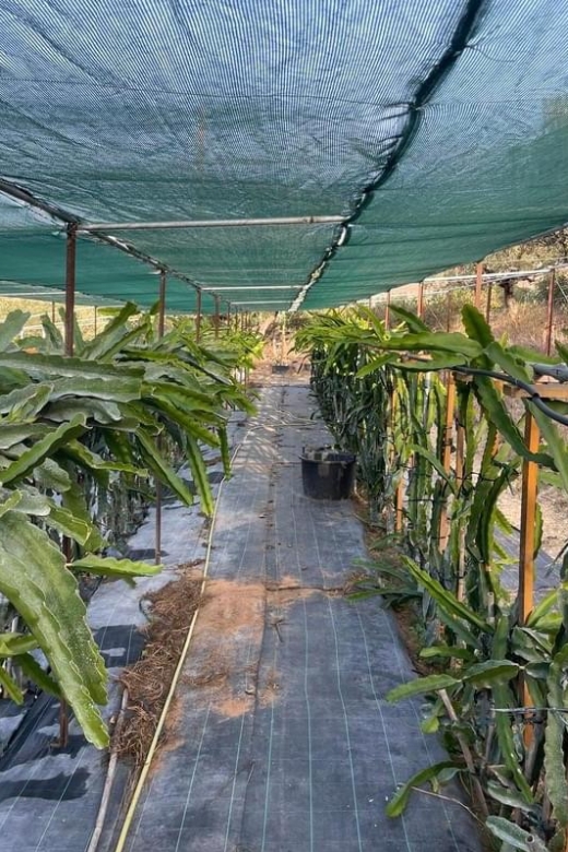 Traditional Olive Grove and Dragon Fruit Farm Tour - Key points to know before you go