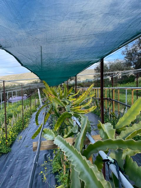 Traditional Olive Grove and Dragon Fruit Farm Tour - A Cretan olive farm with an unexpected crop