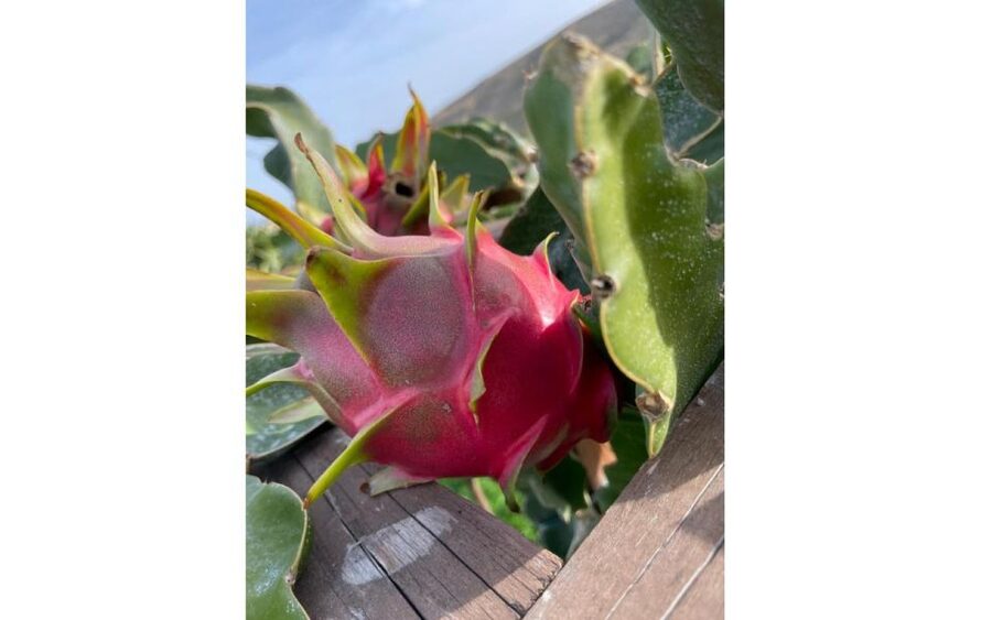 Traditional Olive Grove and Dragon Fruit Farm Tour - Walking among the olive trees
