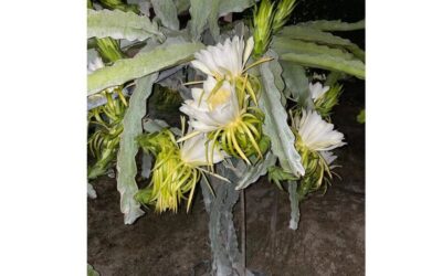 Traditional Olive Grove and Dragon Fruit Farm Tour