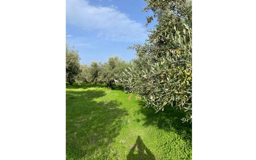 Traditional Olive Grove and Dragon Fruit Farm Tour - The patio tasting is more than a quick sample