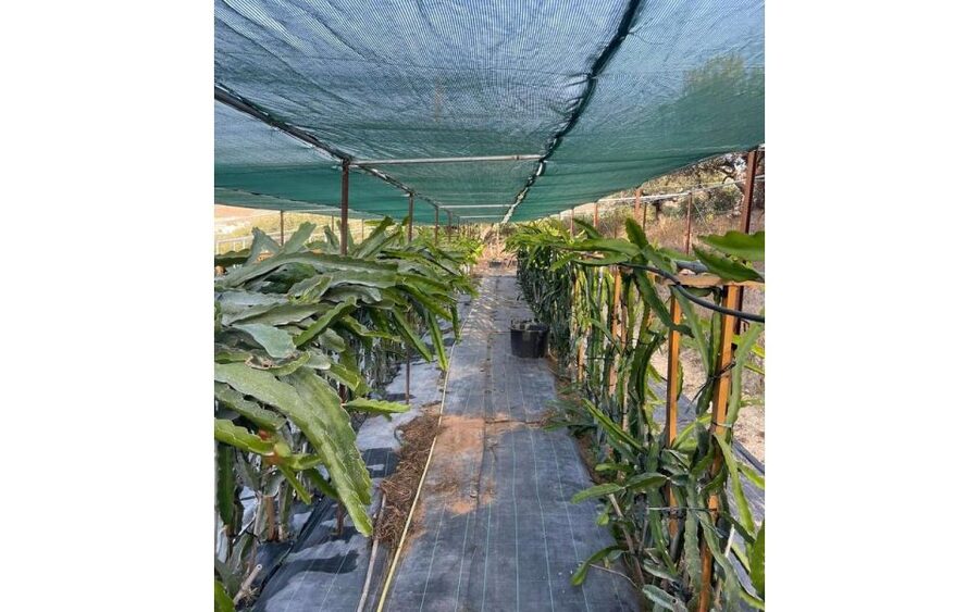 Traditional Olive Grove and Dragon Fruit Farm Tour - Why the host makes a difference