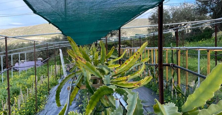 Traditional Olive Grove and Dragon Fruit Farm Tour - Who will enjoy this farm visit?