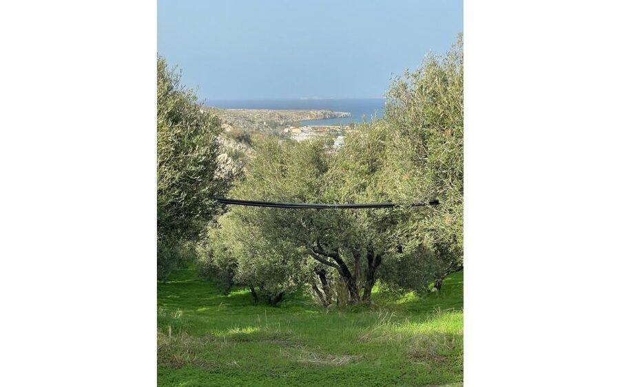 Traditional Olive Grove and Dragon Fruit Farm Tour - Practical details that matter