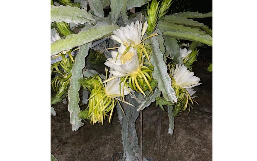 Traditional Olive Grove and Dragon Fruit Farm Tour - What happens during the 90-minute visit