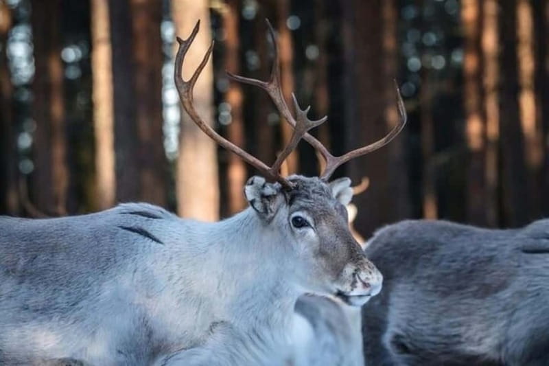 Traditional Reindeer Farm Visit with a Short Sleigh Ride - Key points to know before you book