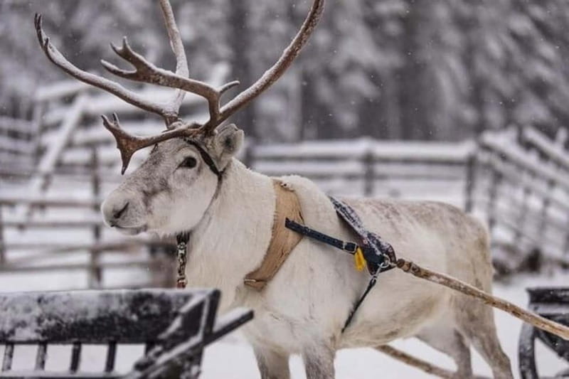 Traditional Reindeer Farm Visit with a Short Sleigh Ride - What happens during the three-hour visit