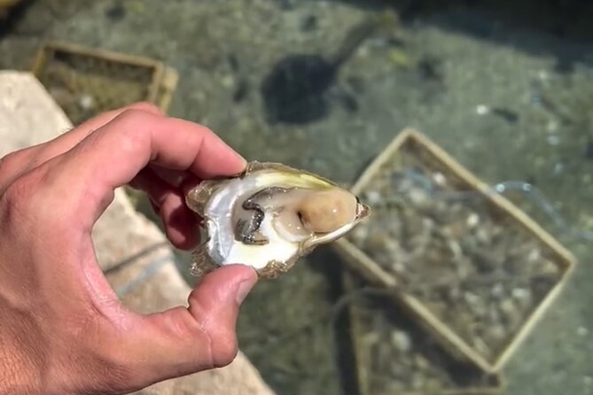 Transfer from Split to Dubrovnik with Stop at the Oyster Farm - The service style and what to expect from Ivan