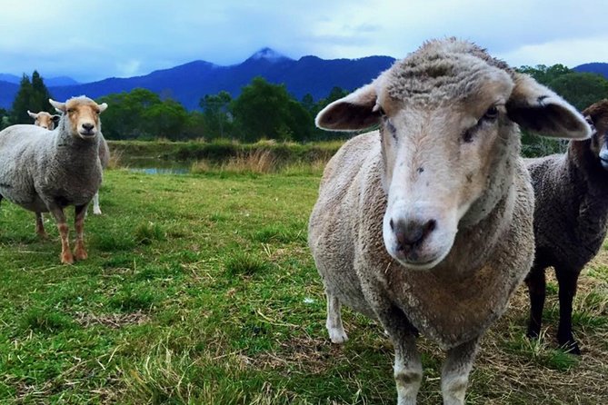 Trevena Glen Farm Animal Experience - Meeting the animals at Mount Samson
