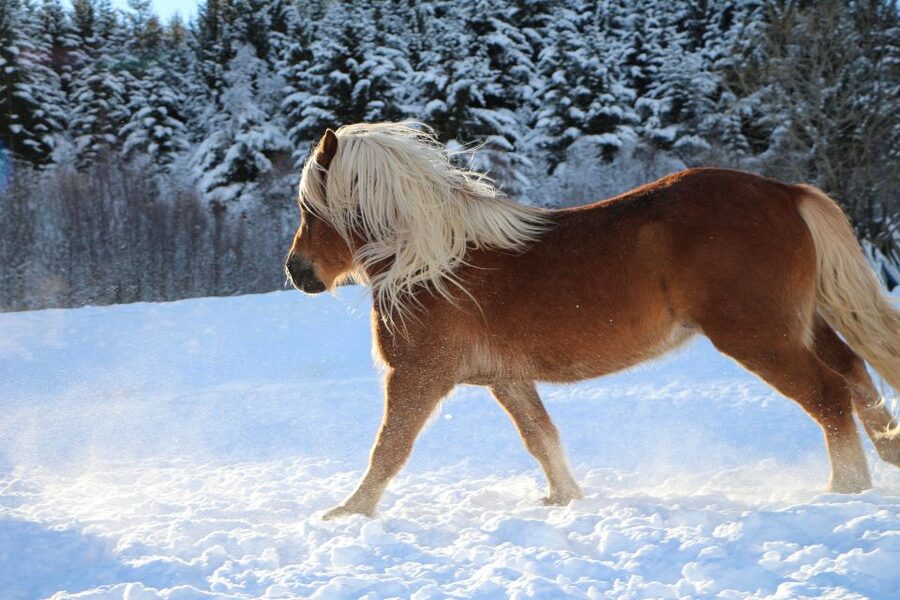 Tromsø: Lyngen Horse Stud Farm Visit - Key points at Tromsø Lyngshest