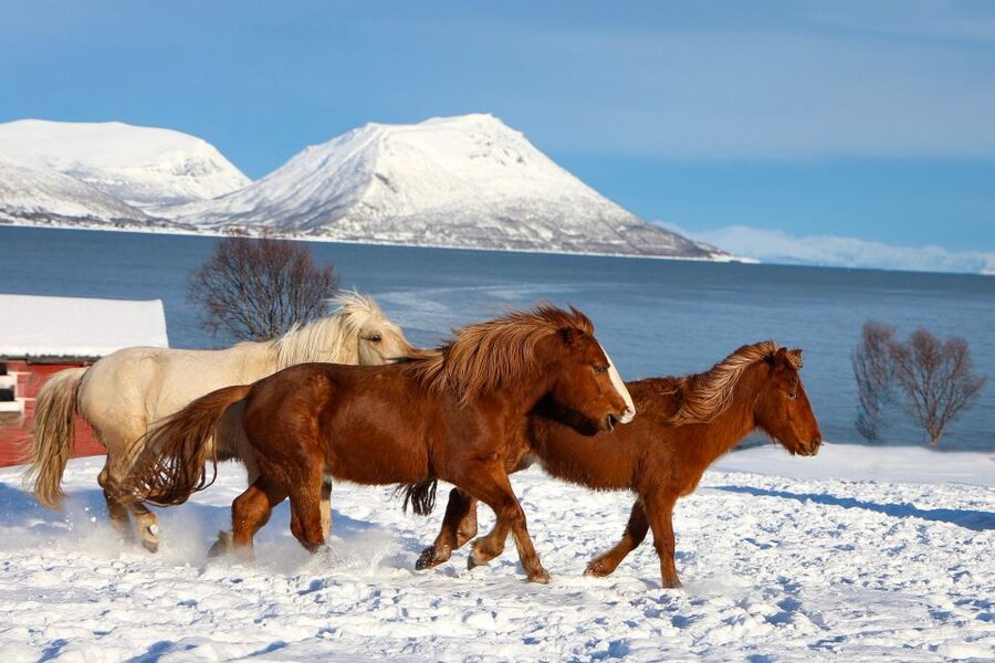 Tromsø: Lyngen Horse Stud Farm Visit - Meeting the Lyngshorse in Northern Norway