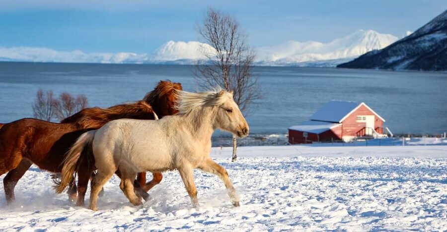 Tromsø: Lyngen Horse Stud Farm Visit - Riding, grooming, and time with the horses