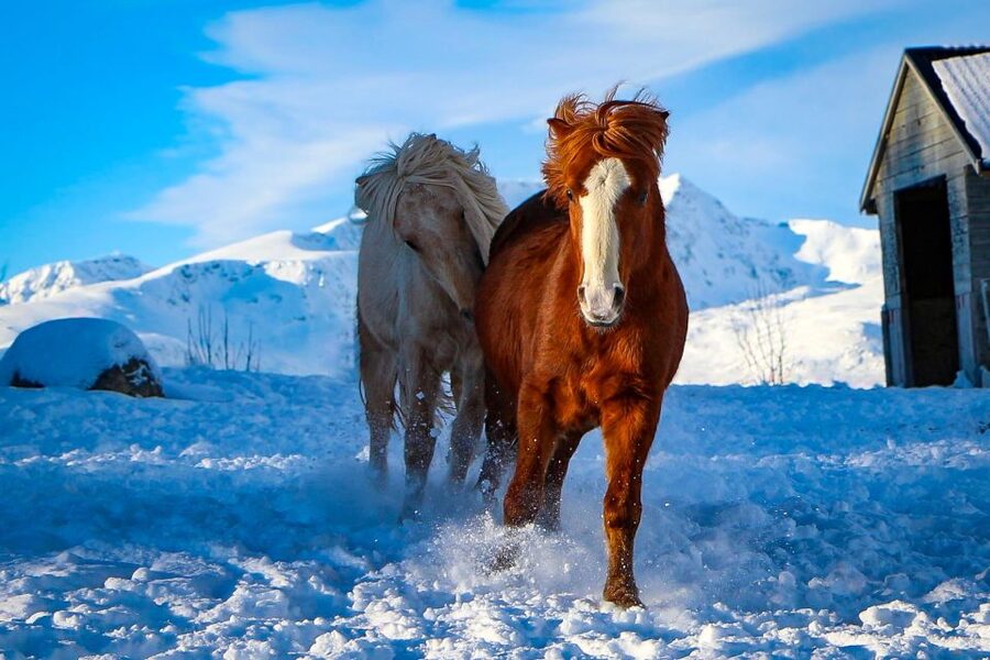 Tromsø: Lyngen Horse Stud Farm Visit - Price and practical value at $188